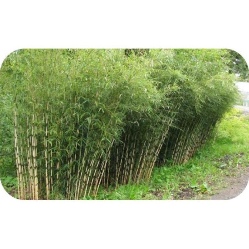 Bamboe Fargesia robusta Campbell € 10,- ps, woekert niet