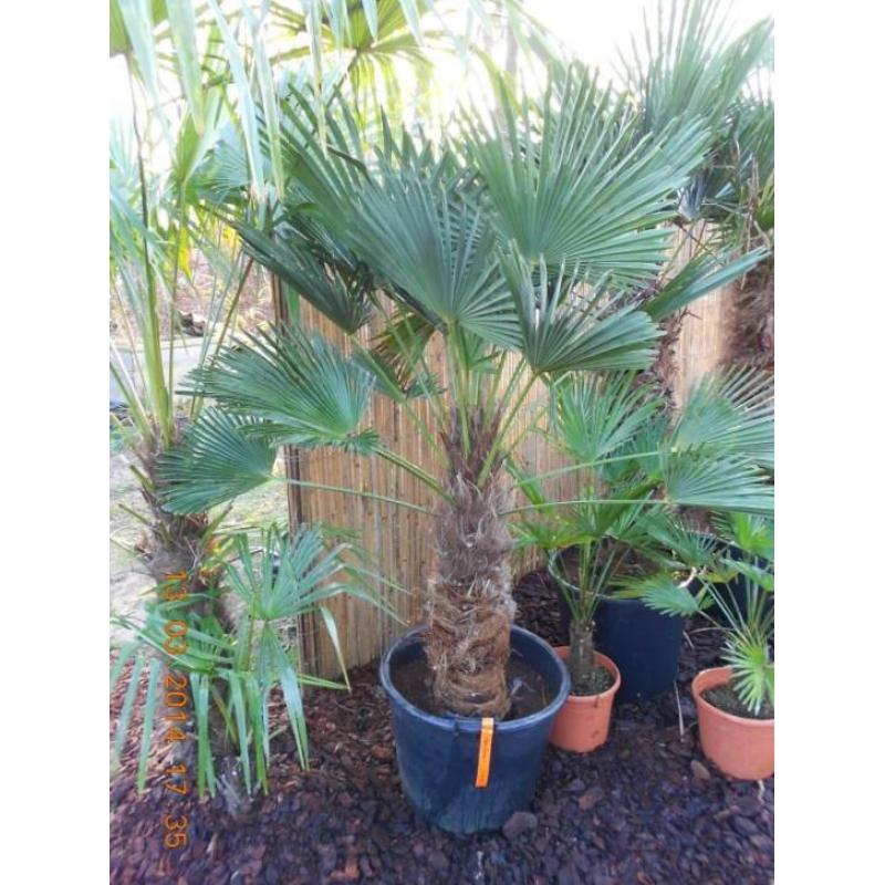 Trachycarpus wagnerianus palmbomen. 25% KORTING !
