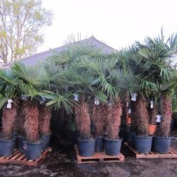 Winterharde palmen , nu elke 2e palm voor de 1/2 prijs