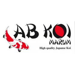 Shusui 40-45 cm Bij AB Koi Marum dit weekend voor 349,-