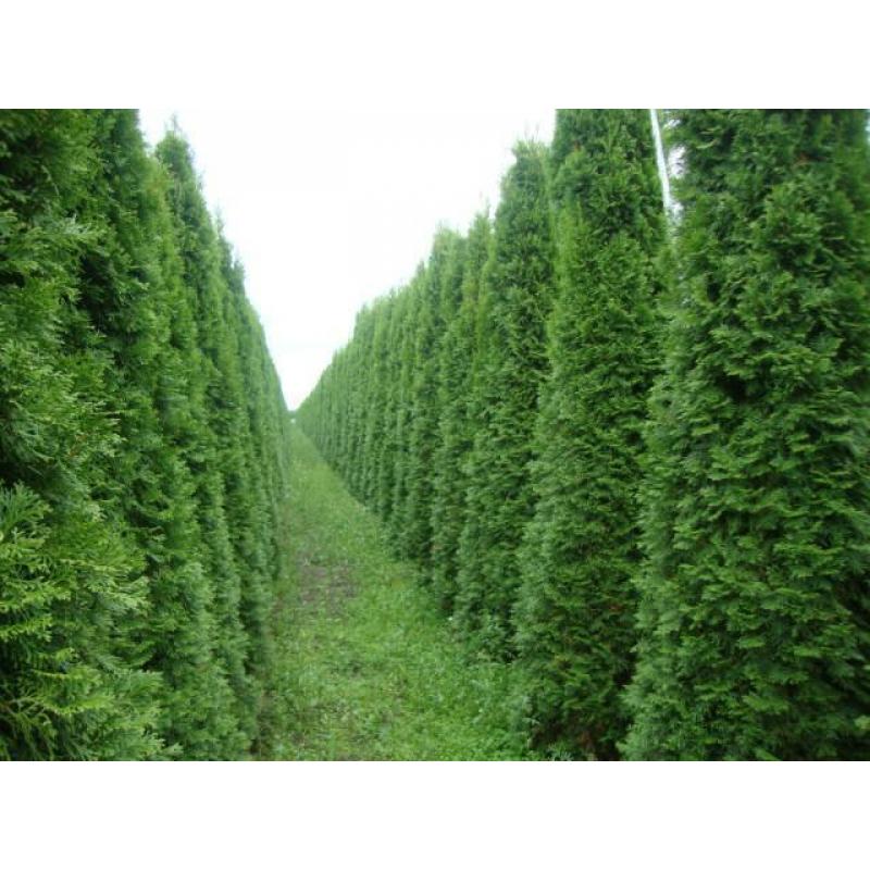 Haagplanten / coniferen Thuja Brabant, Smaragd t/m 5,50 m.