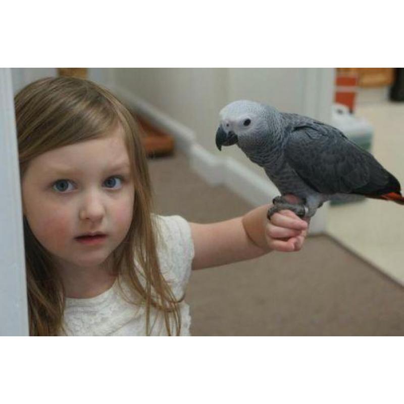 Jonge grijzeroodst& amazone papegaaien praat&gezins garantie