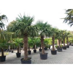 Trachycarpus fortunei palmboom / palmbomen, grootste keus !!