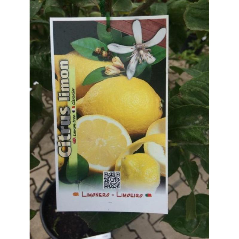 Citroen boom / plant op stam, Citrus limon met citroenen!!!