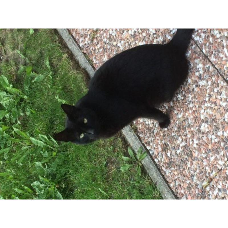 Vermist. Zwarte kat sinds 6 juni