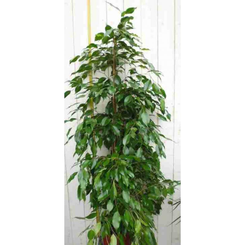 Ficus Benjamina Donkergroen grote kamerplant