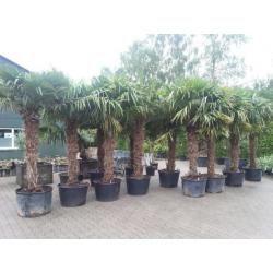 Trachycarpus fortunei palmen/palmbomen uit de koude gebieden