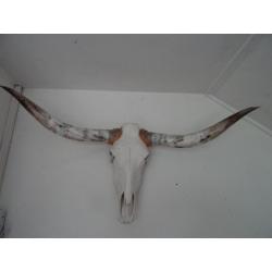 schedel longhorn