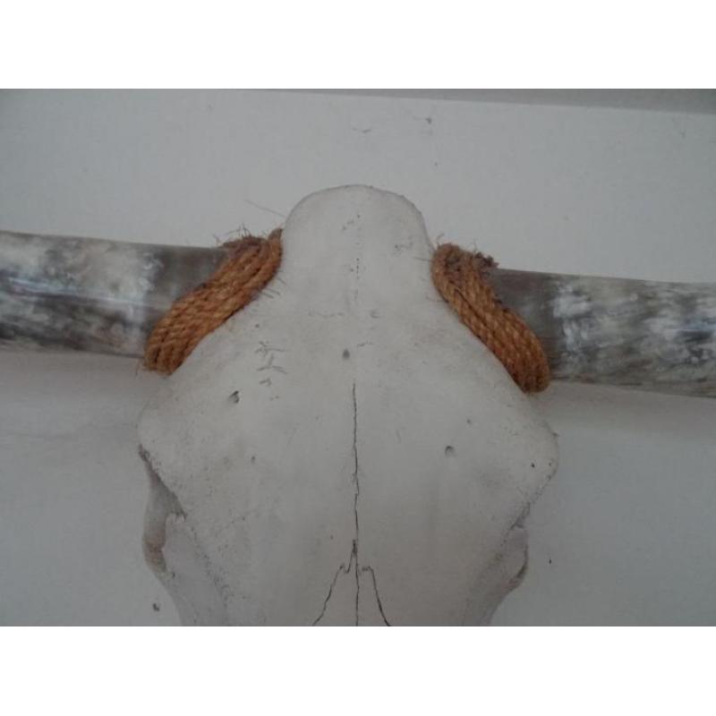 schedel longhorn