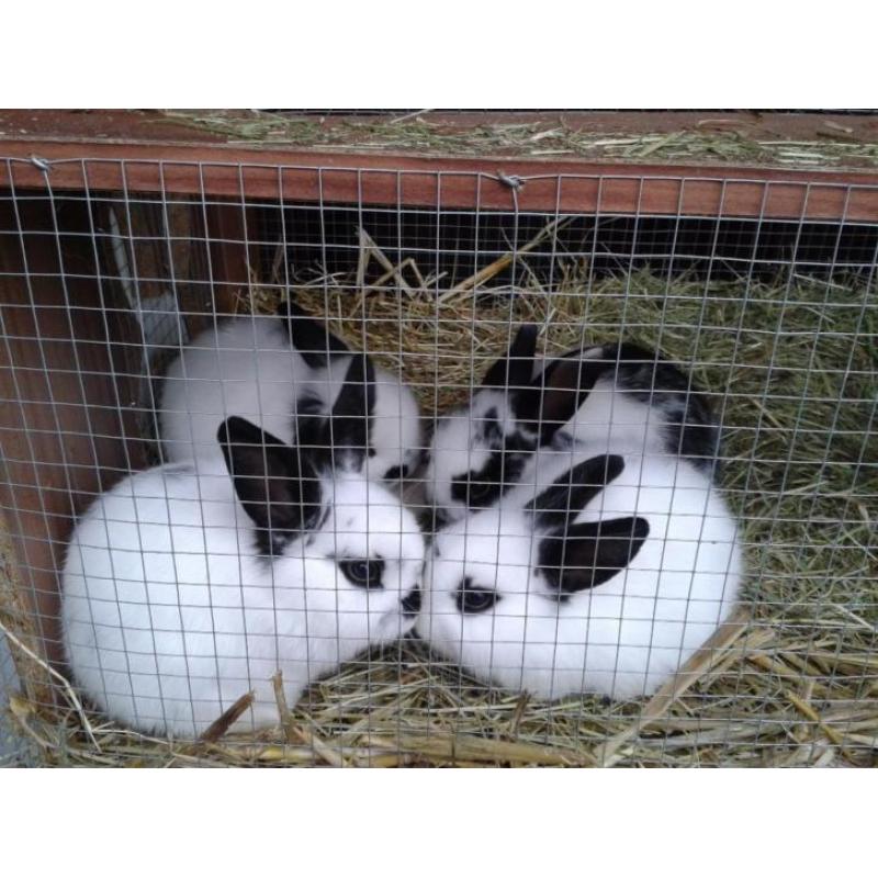 2 mooie babykonijntjes en 2 jonge konijnen, Enschede