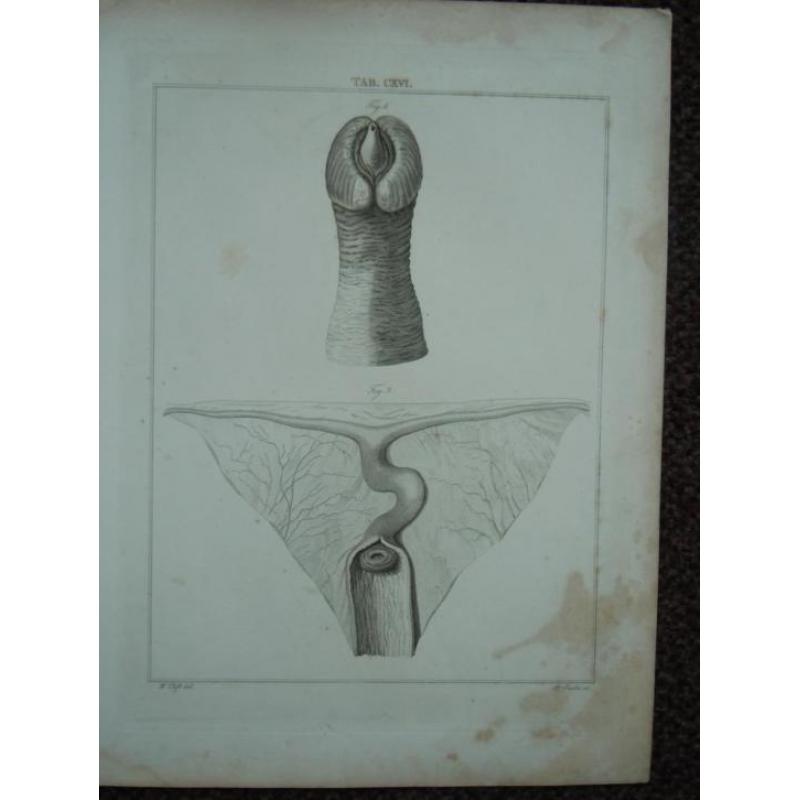 1823 anatomie lithografie v de penis van een zeekoe