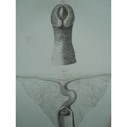 1823 anatomie lithografie v de penis van een zeekoe