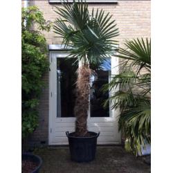 Trachycarpus fortunei stamhoogte 150cm winterharde palmboom