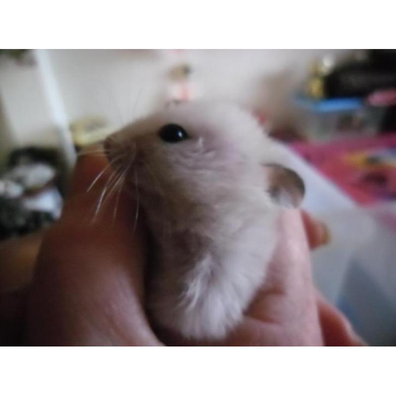 Syrische hamster-----jonkie---10 eur------alleen vandaag
