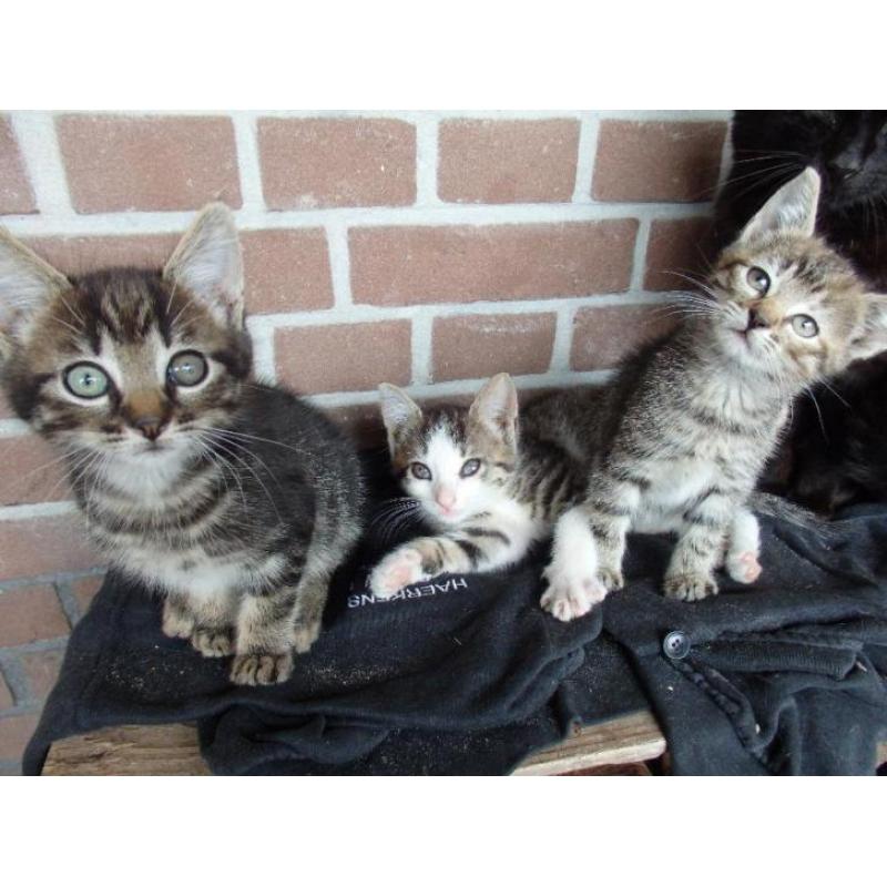 drie mooie, lieve kittens te koop