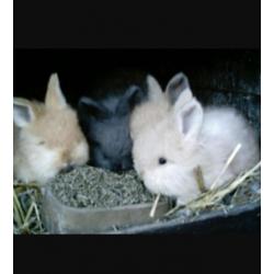 jonge konijntjes diverse rassen enkleuren