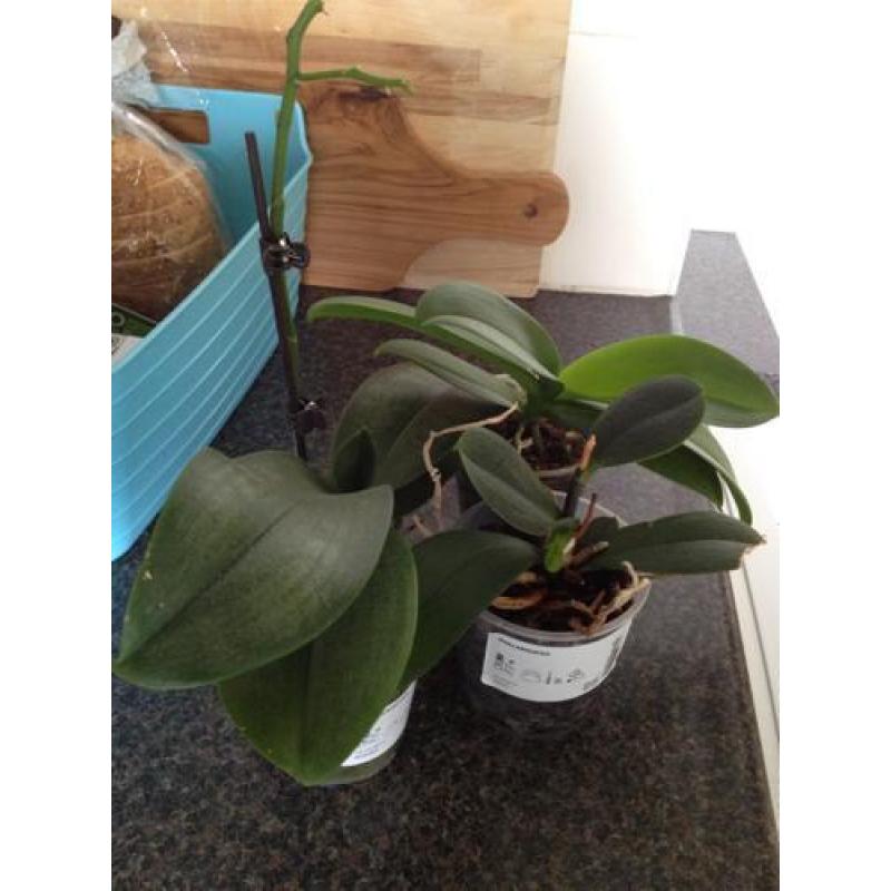 Drie kleine orchideeën Ikea