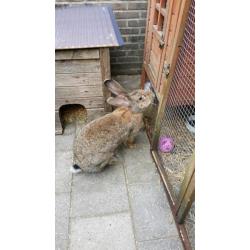 Moeder konijn met jongen zoekt een nieuw thuis
