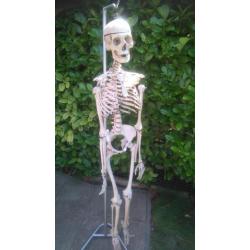 schedel mens skelet
