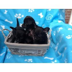 Prachtige klein blijvende 3/4 chihuahua pups