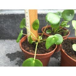 Pilea Peperomioides plantje - Dollarplant - Pannekoekplantje
