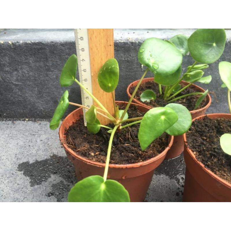 Pilea Peperomioides plantje - Dollarplant - Pannekoekplantje