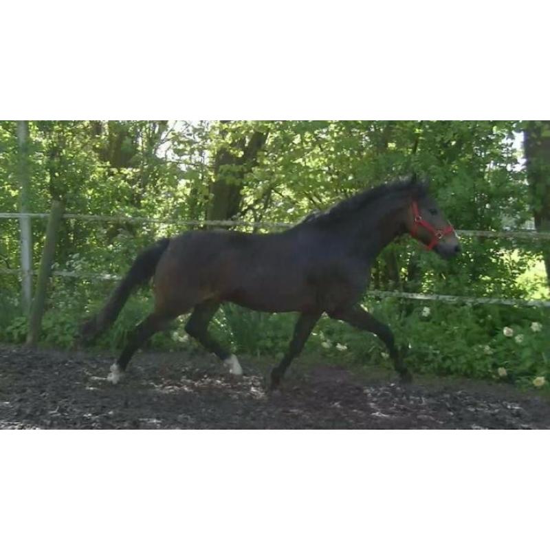 Een mooie 17 jarige New Forest D pony ruin 1.47 groot