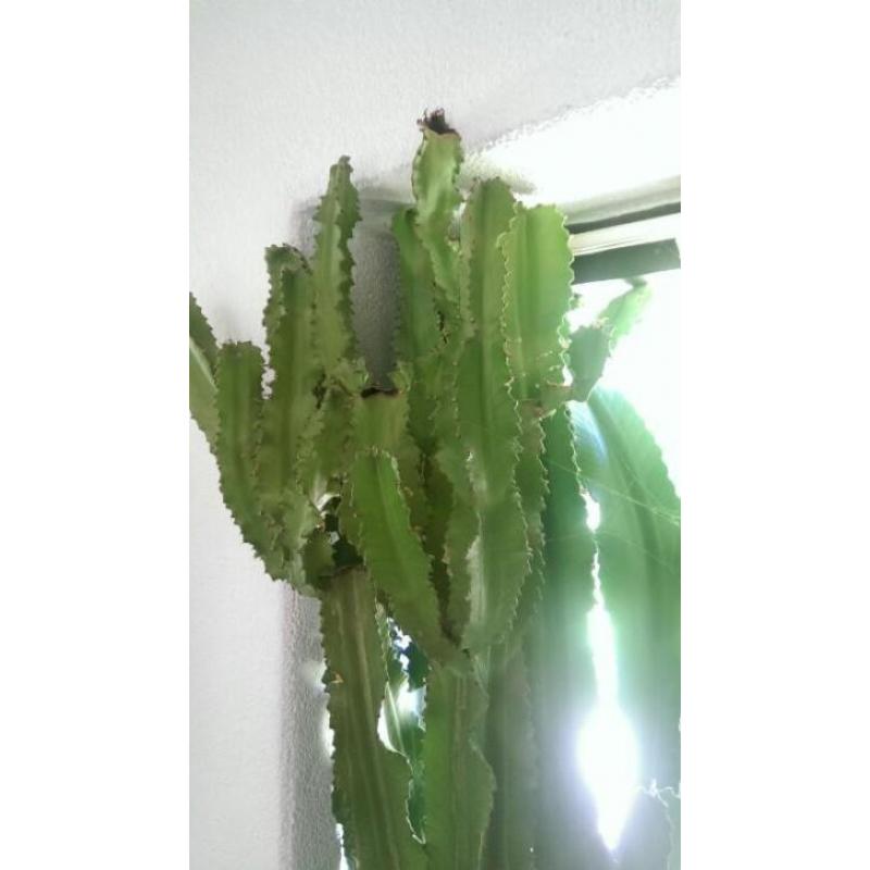 Cactus Euphorbia Ingens