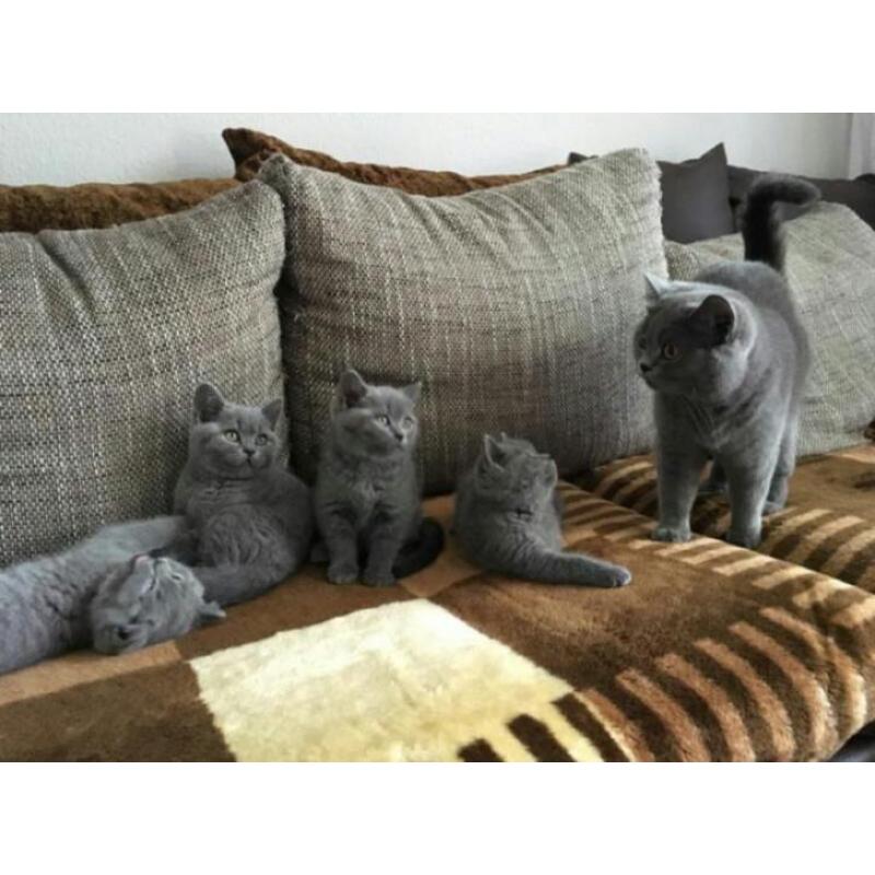 3 Raszuivere Brits korthaar blauw Kittens mogen verhuizen