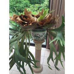 Grote Hertshoorn groot formaat pot pilaar plant platycerium