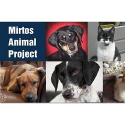 Mirtos Animal Project zoekt gastgezinnen voor honden&katten