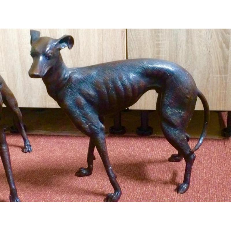 Bronze whippet honden