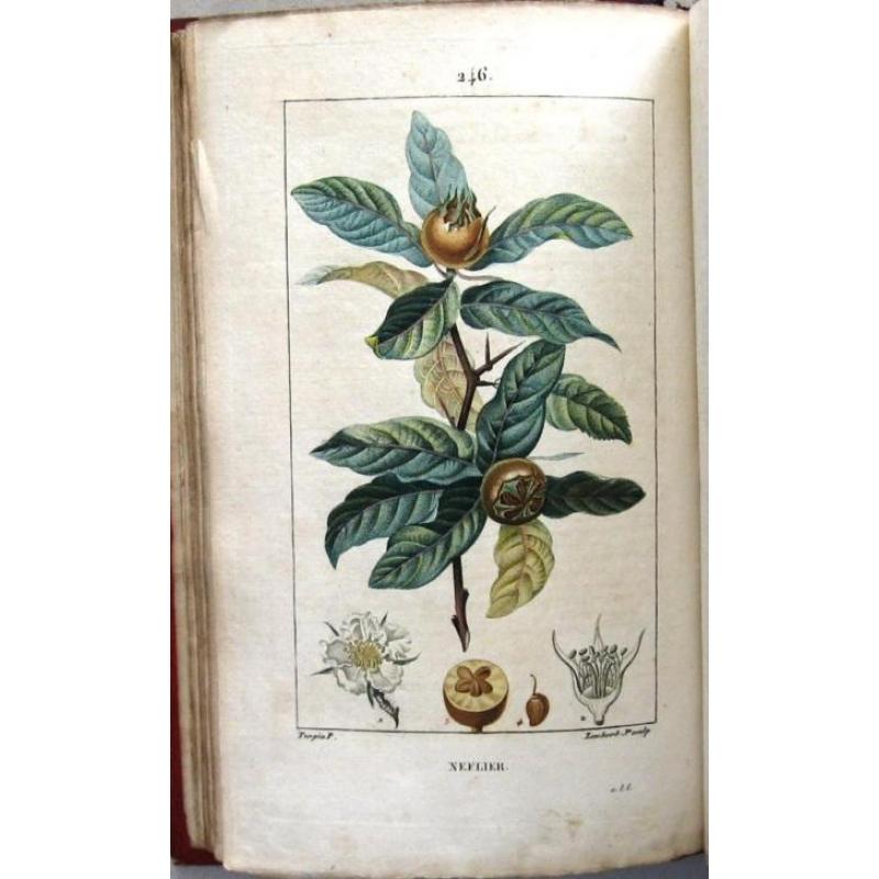 Flore Médicale 1814-20 Chaumeton - Botanie (424 kleurenill.)