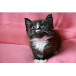 Prachtige Britse korthaar x Perzische kittens
