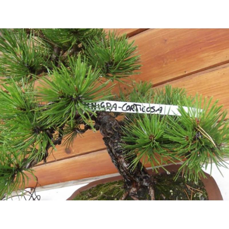 bonsai Pinus Nigra-Corticosa