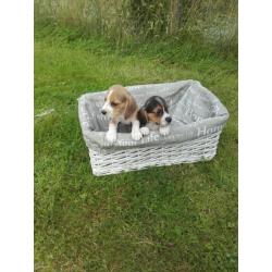 mooie raszuivere beagle pups
