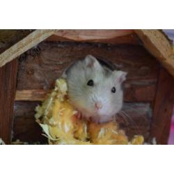 Te koop: Hamstertje met grote kooi