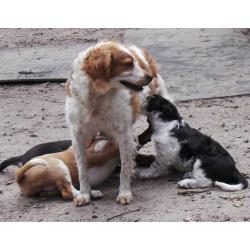 65 opgevangen pups/jong/volwassen hondjes zoeken een thuis