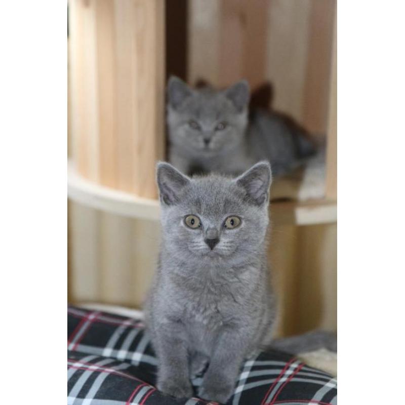 Brits korthaar kittens met *stamboom* blauw en lilac