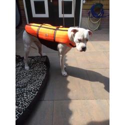 Zwemvest voor grote hond
