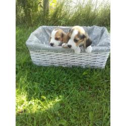 mooie raszuivere beagle pups