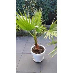washingtonia robusta palmboom twee stuks inclusief pot