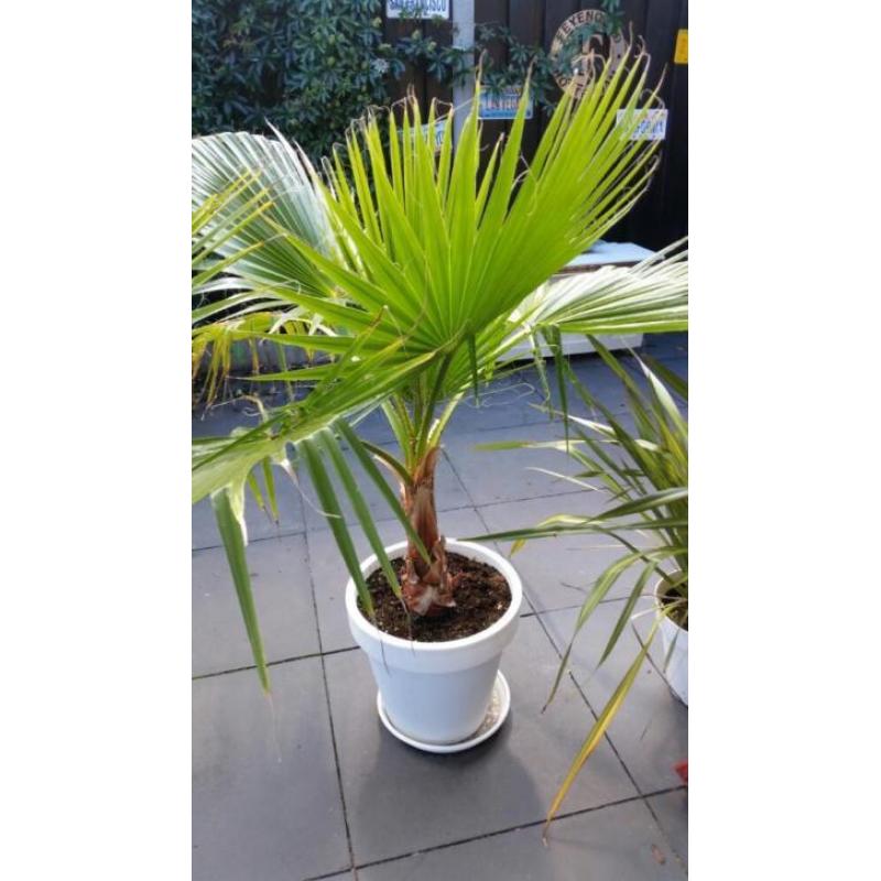 washingtonia robusta palmboom twee stuks inclusief pot
