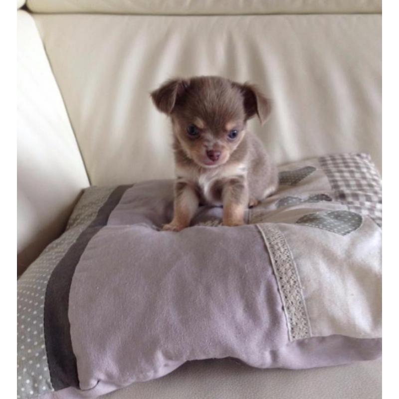 Lieve Chihuahua puppy's mogen het nest verlaten !!
