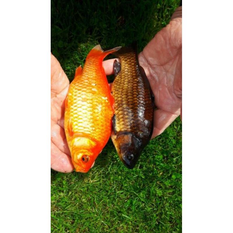 grote en kleine goudvissen