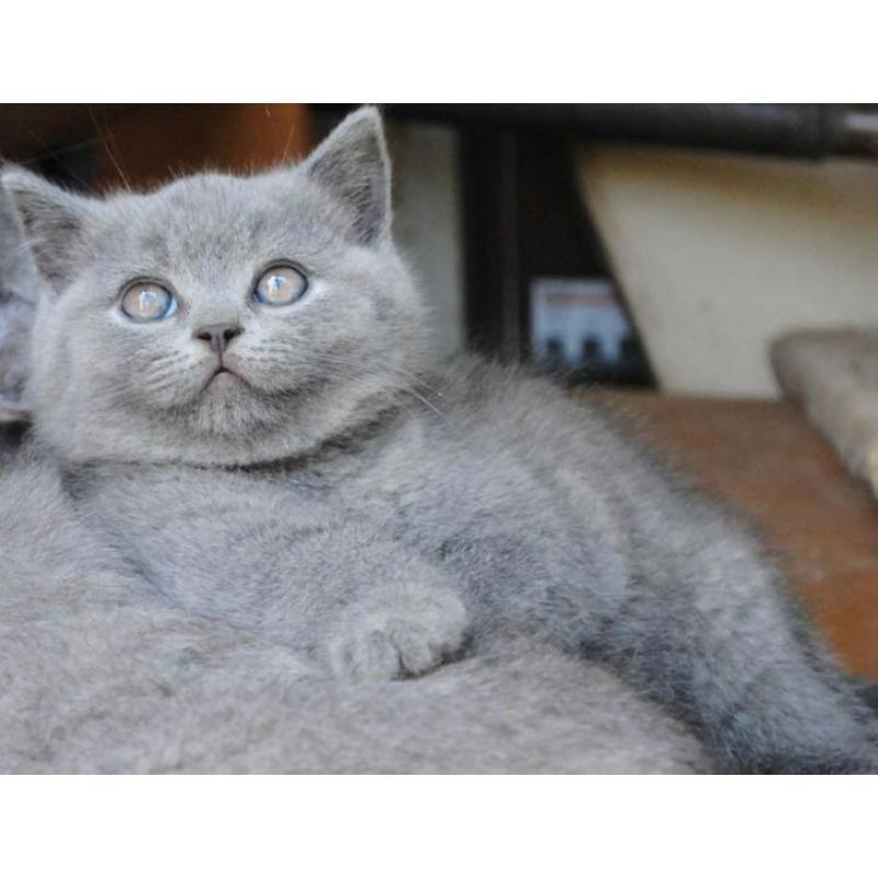 Britse korthaar kittens BESCHIKBAAR met stamboom