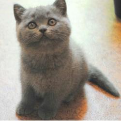 Britse korthaar kittens BESCHIKBAAR met stamboom