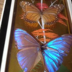 Echte opgezette vlinders uit Brazilië