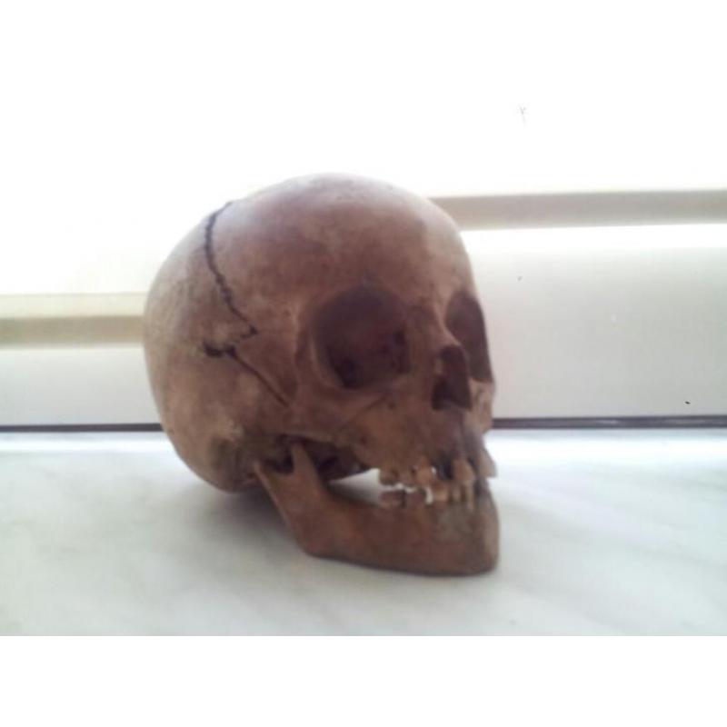 antieke schedel
