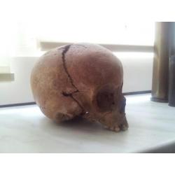 antieke schedel